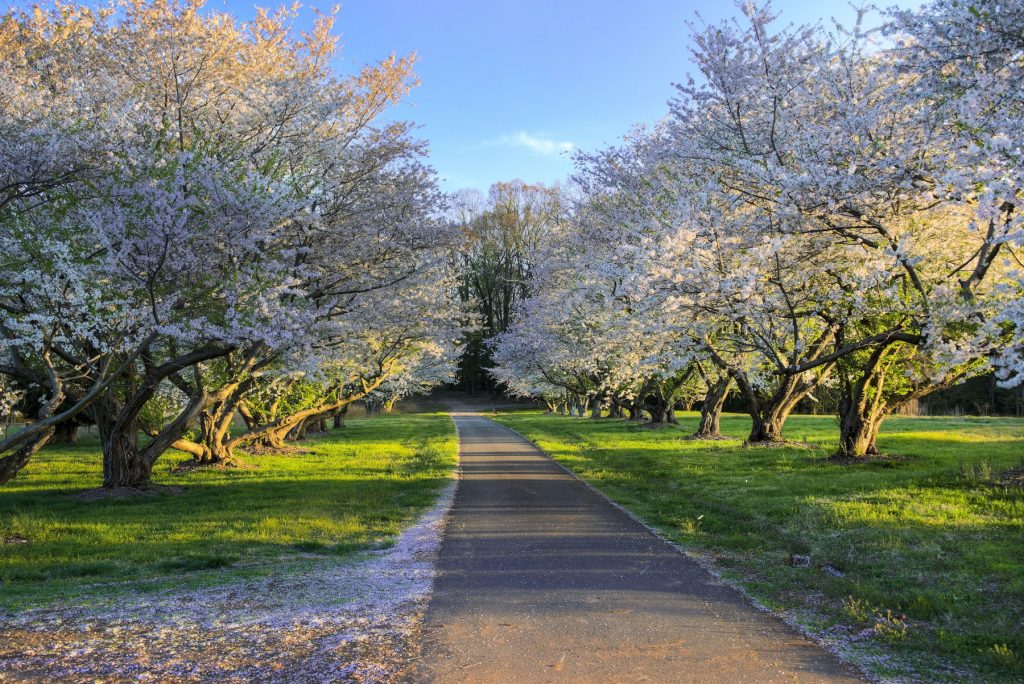 cherry blossom trees path